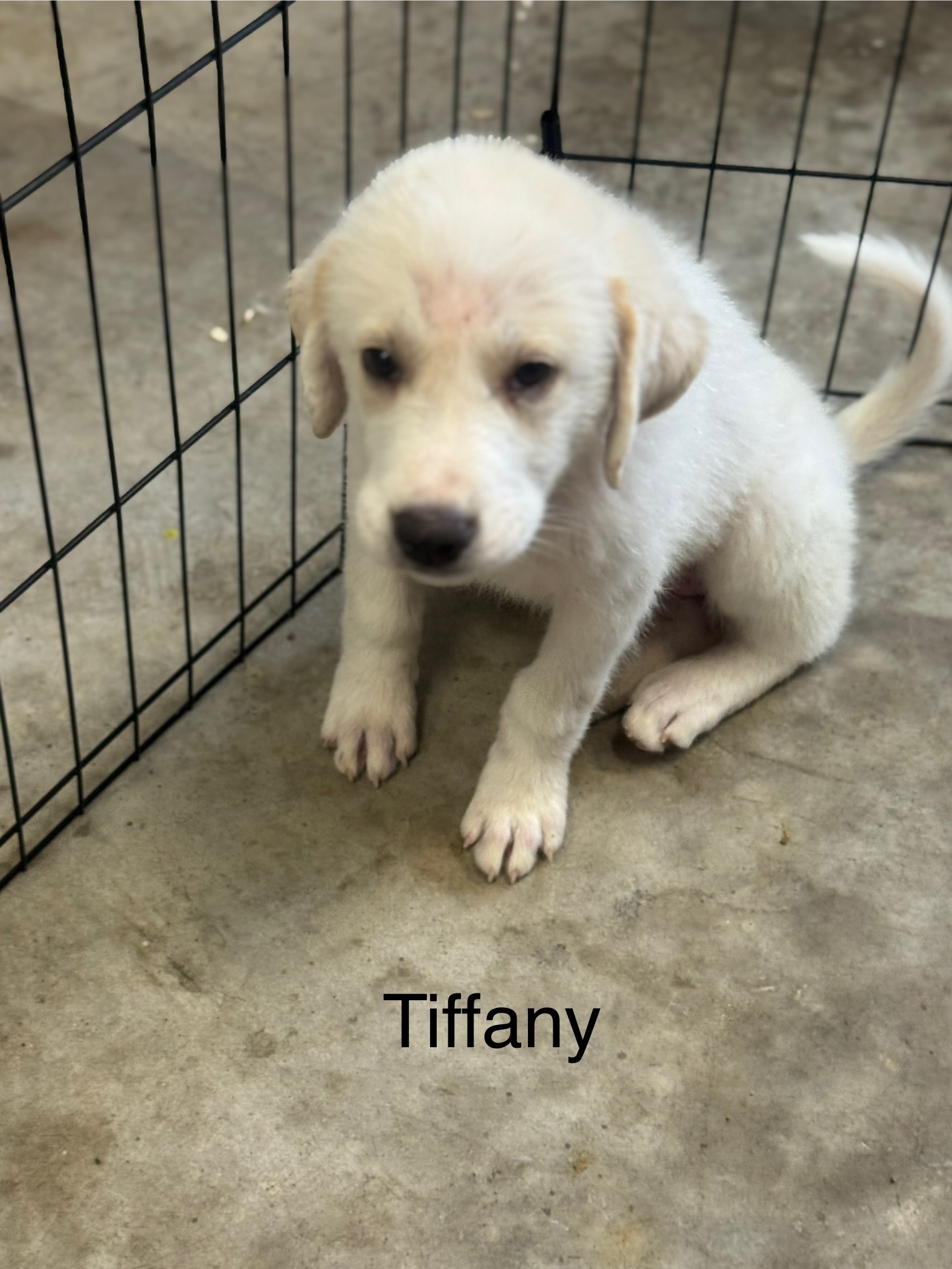 Tiffany of the Hepburn Litter ATX