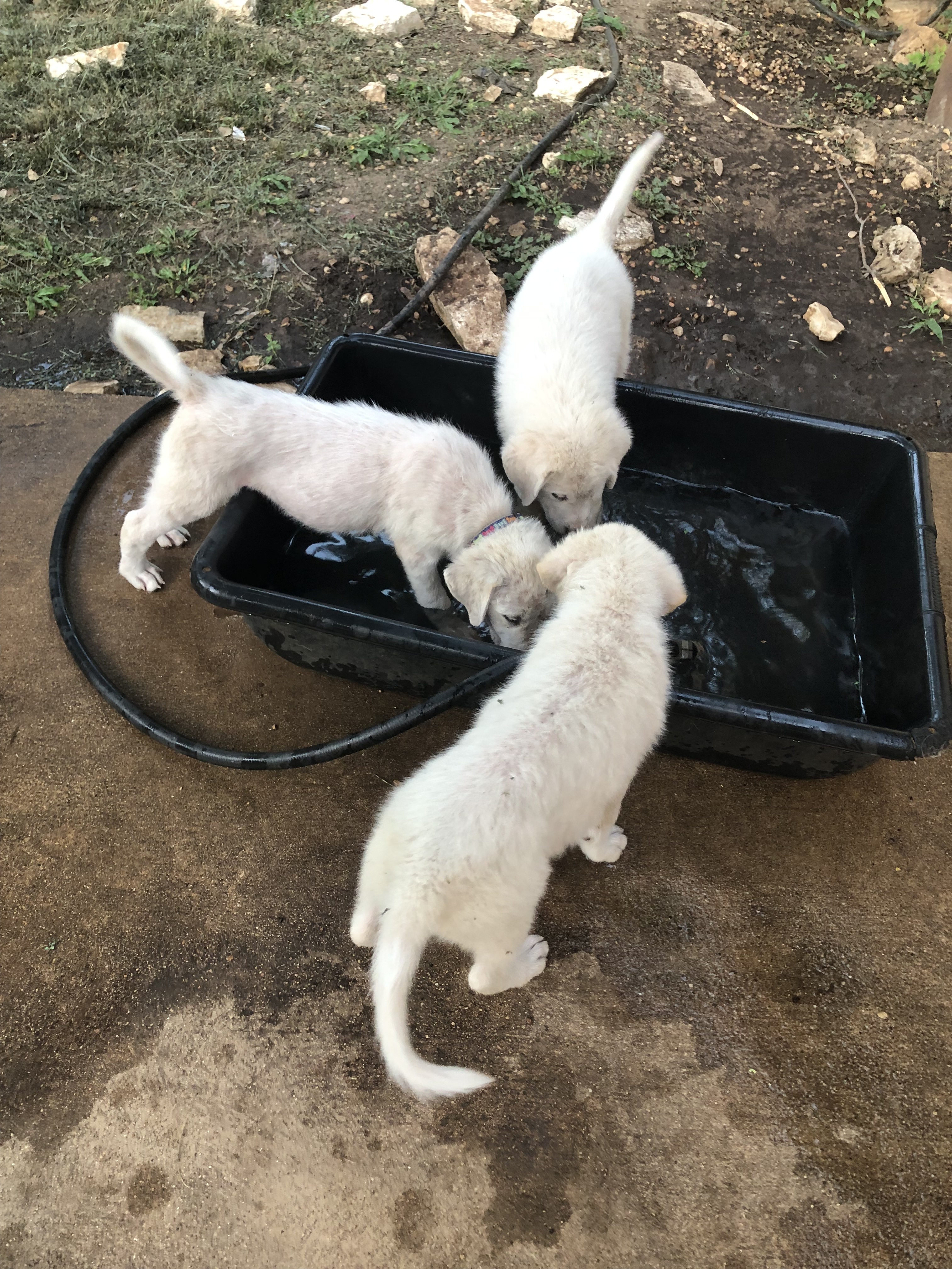 Tiffany of the Hepburn Litter ATX