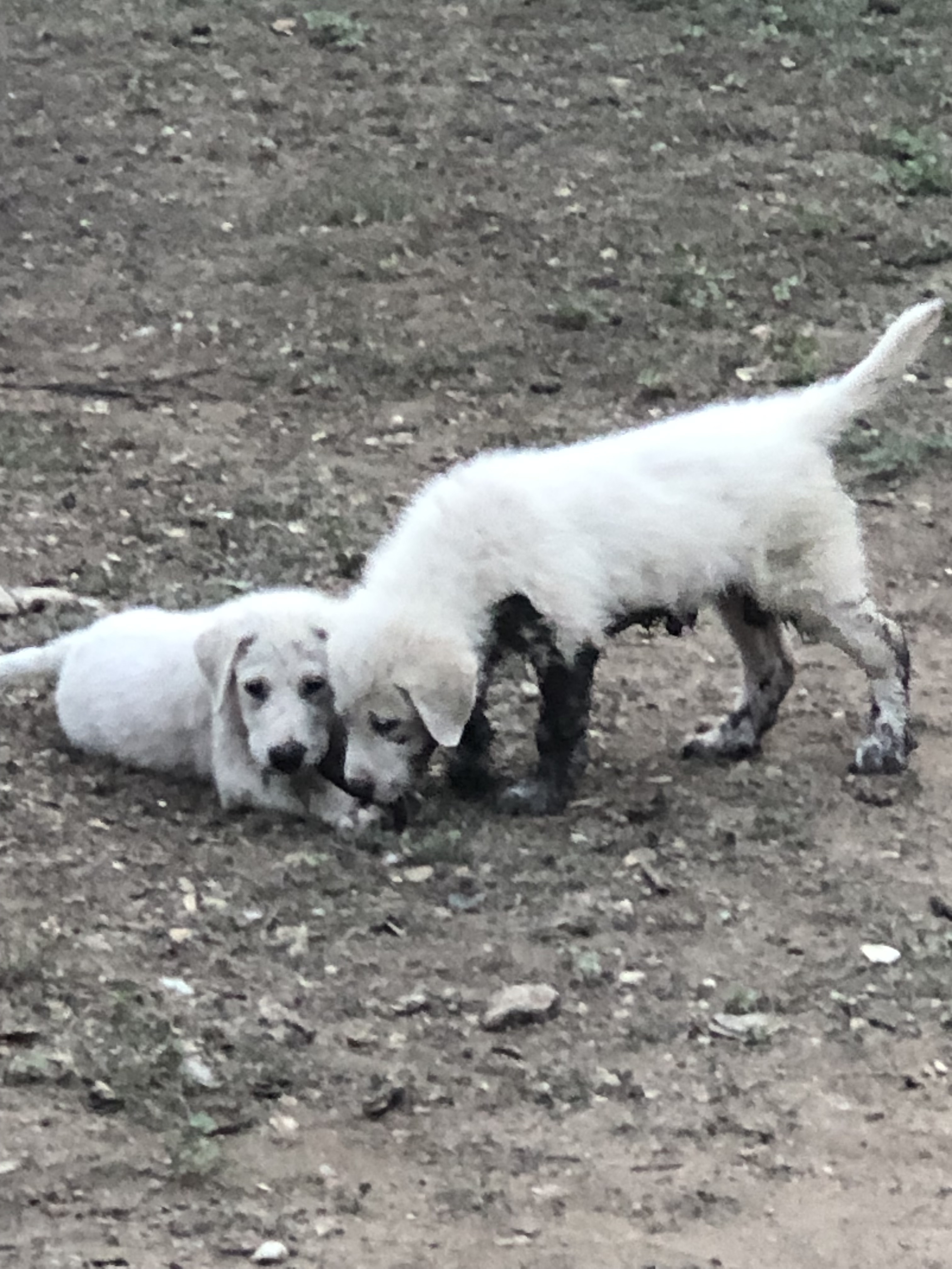 Tiffany of the Hepburn Litter ATX