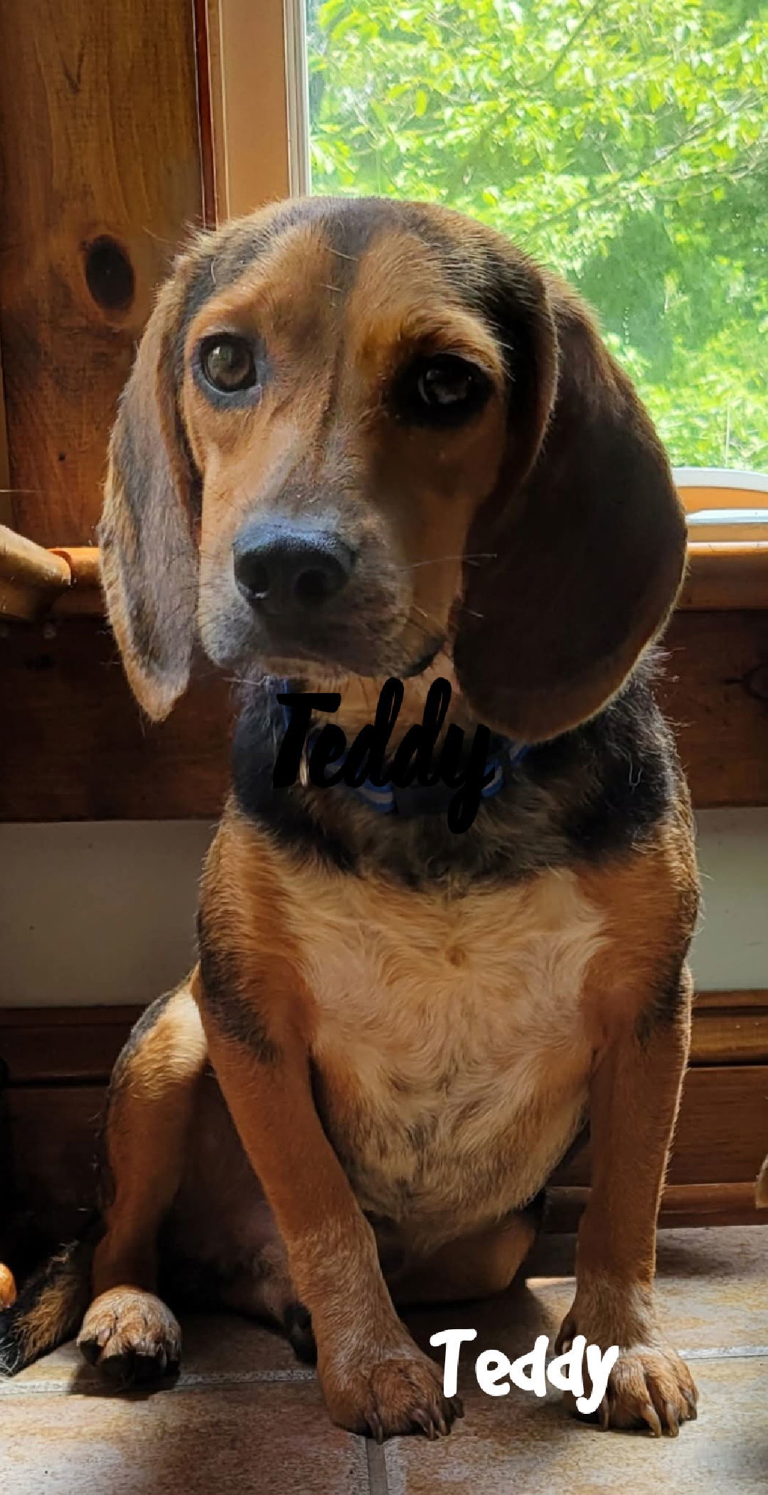 Teddy