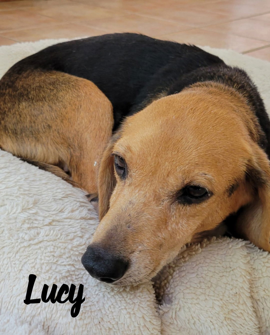 Lucy the Beagle
