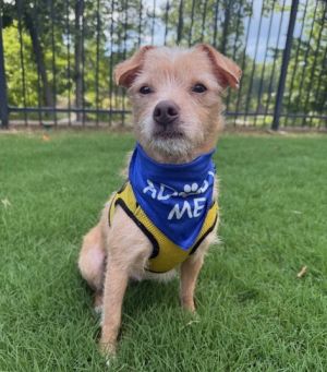 Petey the Pup, Adult Male unknown