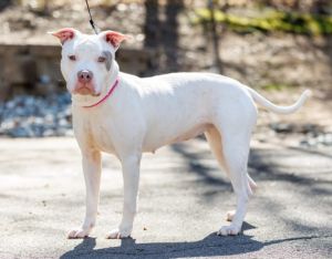 Maisy, Adult Female unknown