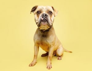 Dyson, Adult Male unknown