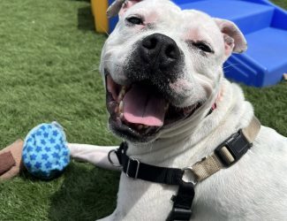 Hugo