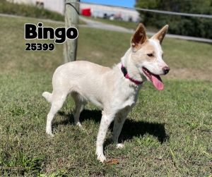 Bingo Australian Cattle Dog / Blue Heeler Dog