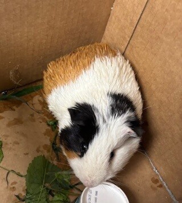 Nugget