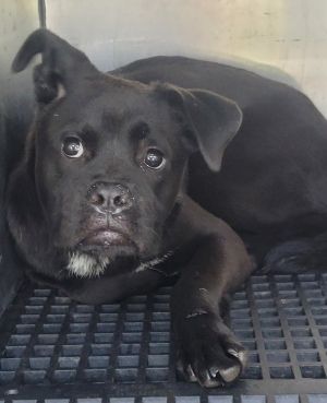 Pen 209 Jarvis Boxer Dog