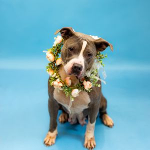 Pen 150 Jolie Hw + Pit Bull Terrier Dog