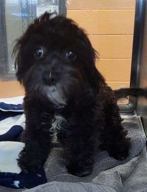 Primary Color Black Secondary Color White Weight 10lbs Age 0yrs 8mths 0wks