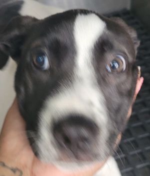 Primary Color White Secondary Color Black Weight 15lbs Age 0yrs 3mths 0wks