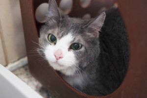 Precious, Senior Female unknown