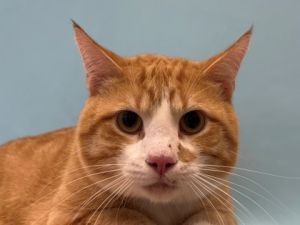 Orville, Adult Male unknown