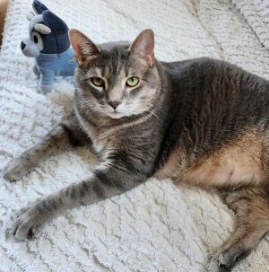 Bogie, Adult Male unknown