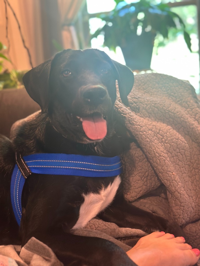 Heidi