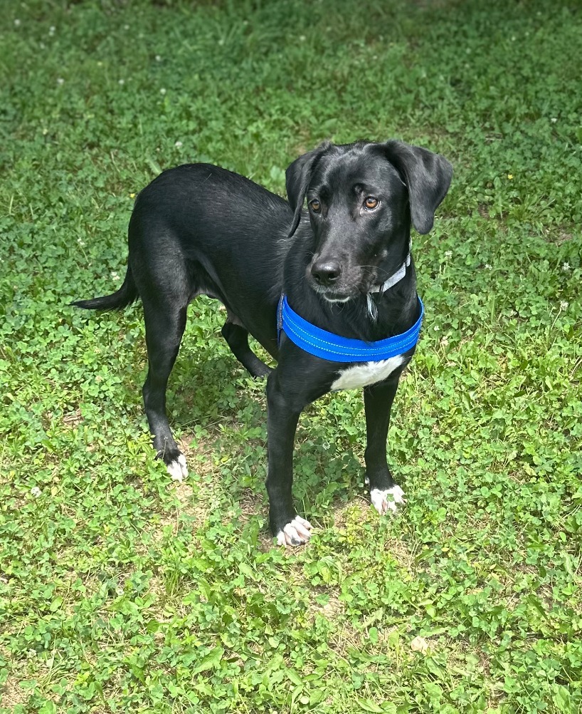 Heidi