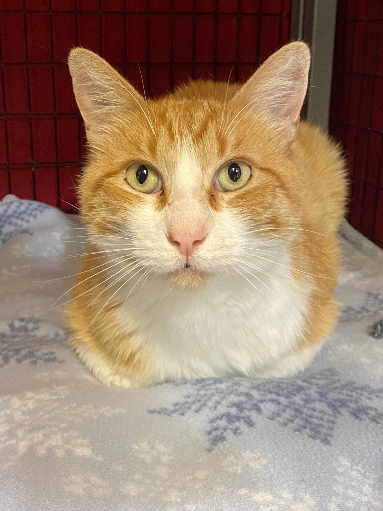 Potato