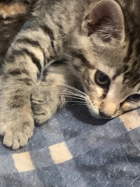 Gabby