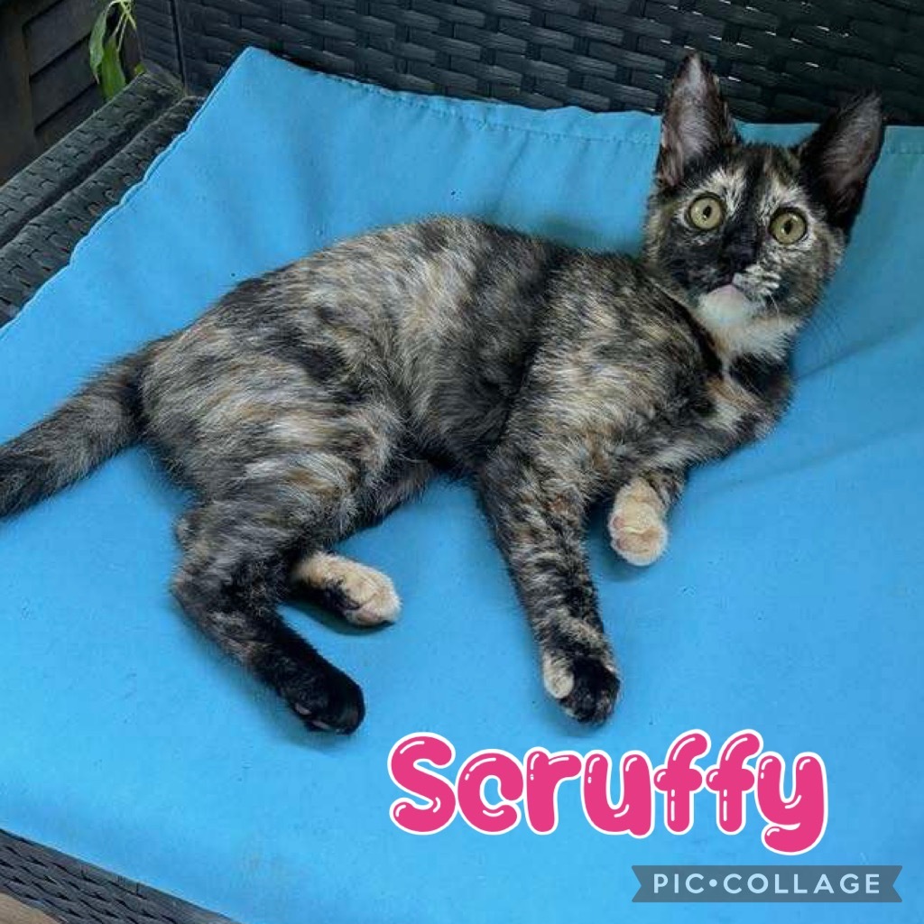 Scruffy