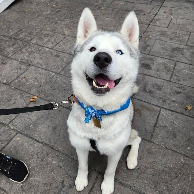Boris