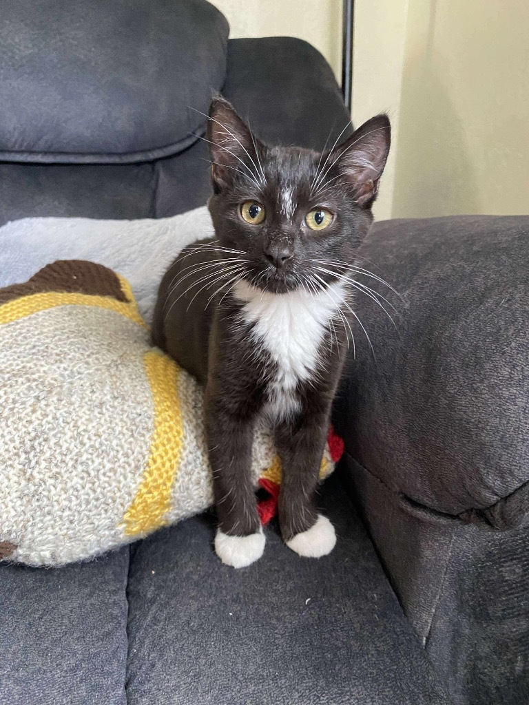 Officer Big Mac Fairfield, an adoptable Domestic Short Hair in Gorham, ME, 04038 | Photo Image 1