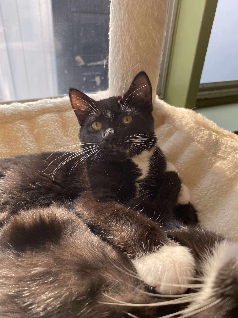 Officer Big Mac Fairfield, an adoptable Domestic Short Hair in Gorham, ME, 04038 | Photo Image 2