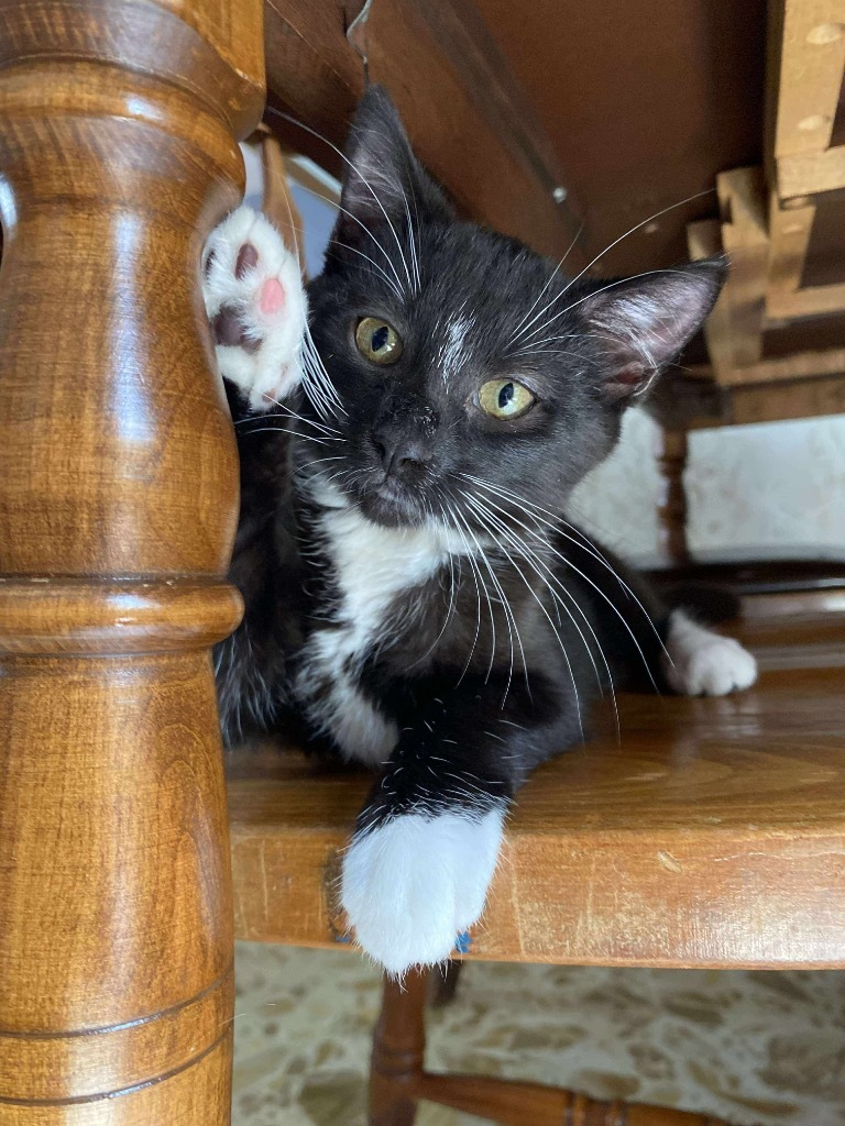 Officer Big Mac Fairfield, an adoptable Domestic Short Hair in Gorham, ME, 04038 | Photo Image 3