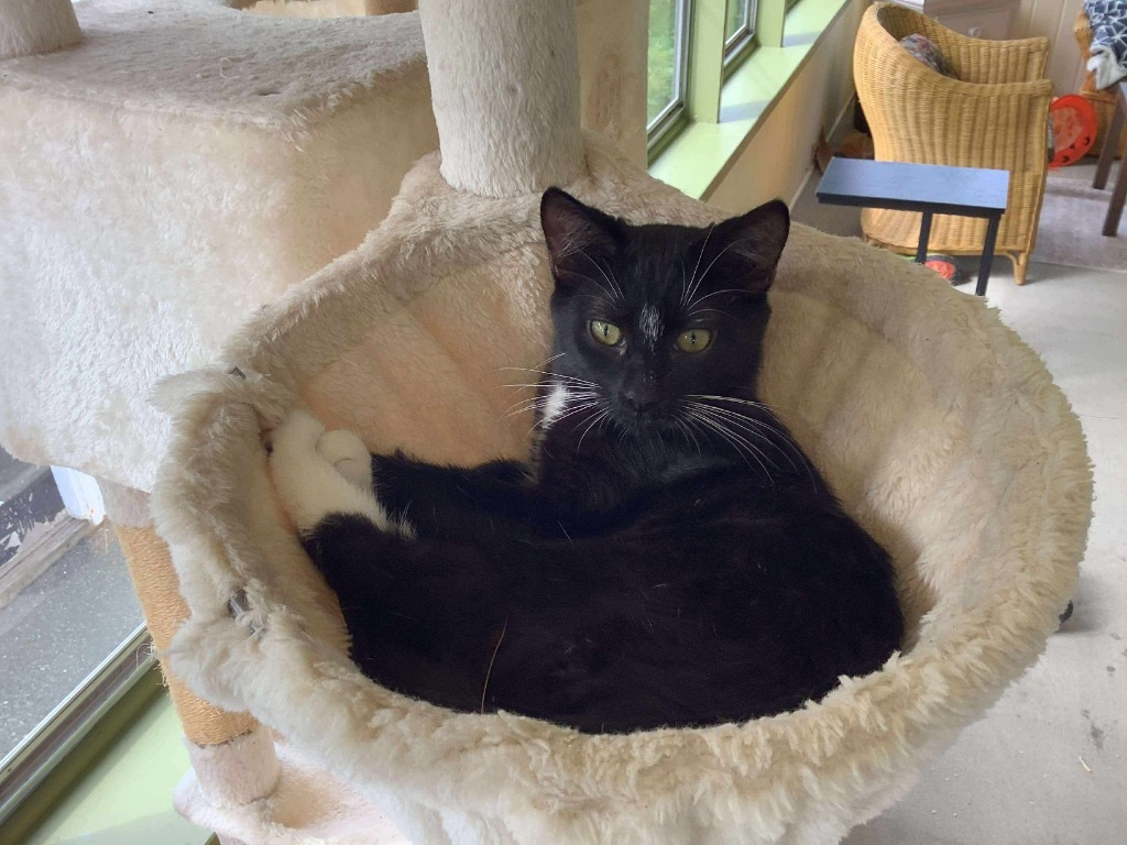 Officer Big Mac Fairfield, an adoptable Domestic Short Hair in Gorham, ME, 04038 | Photo Image 4