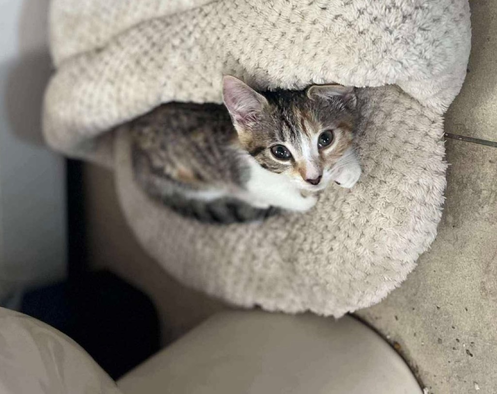 Tiny aka Faucet