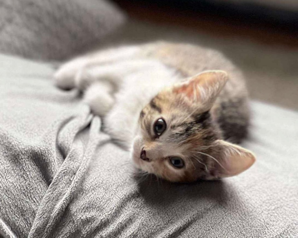 Tiny aka Faucet