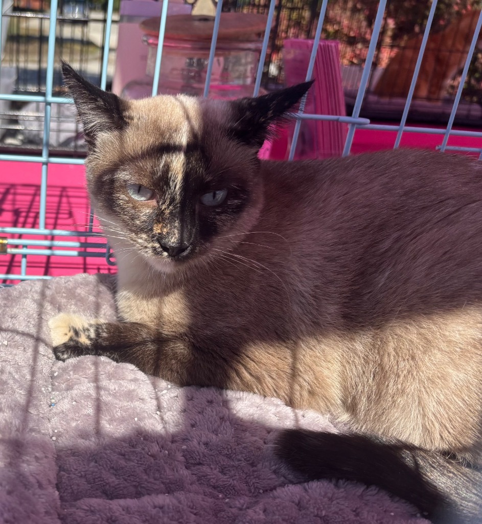 Lyra, an adoptable Siamese in Gorham, ME, 04038 | Photo Image 1
