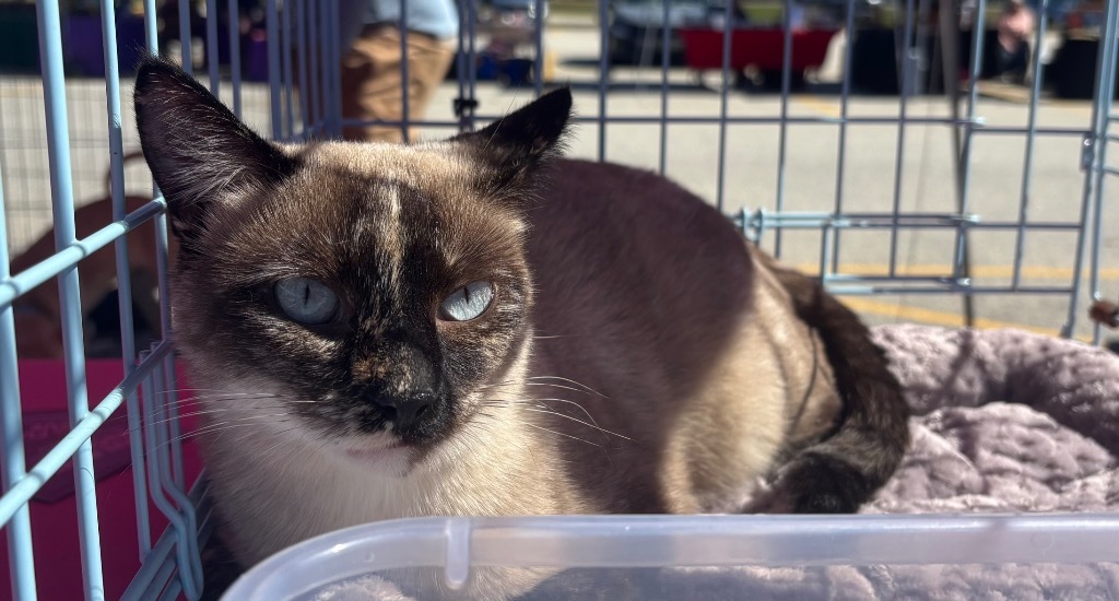 Lyra, an adoptable Siamese in Gorham, ME, 04038 | Photo Image 2