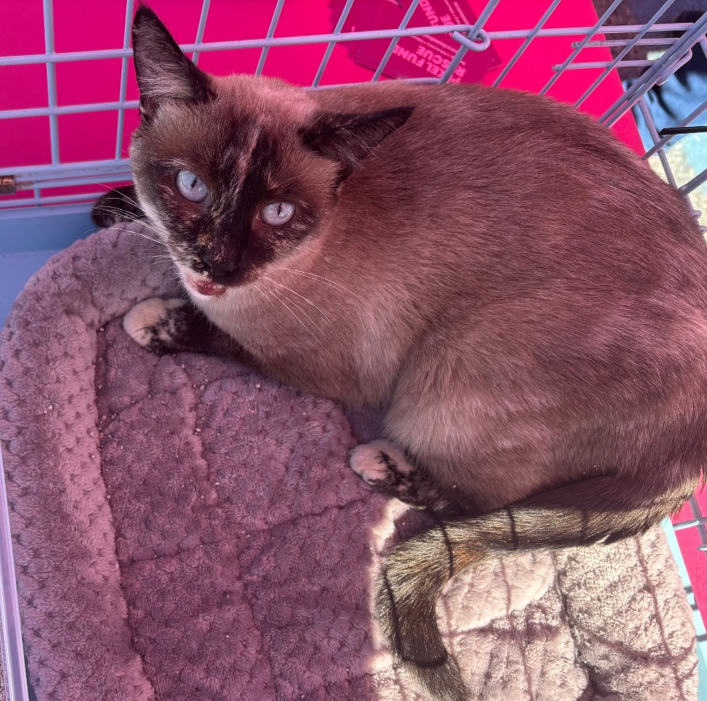 Lyra, an adoptable Siamese in Gorham, ME, 04038 | Photo Image 3