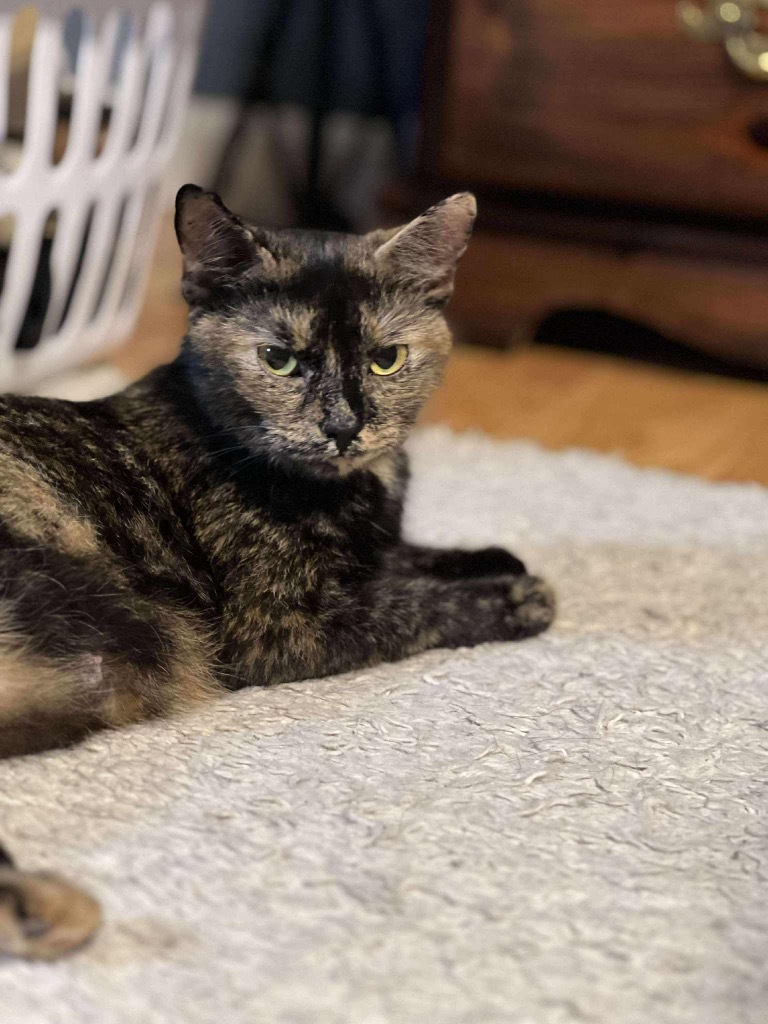 Bidet, an adoptable Domestic Short Hair in Gorham, ME, 04038 | Photo Image 1
