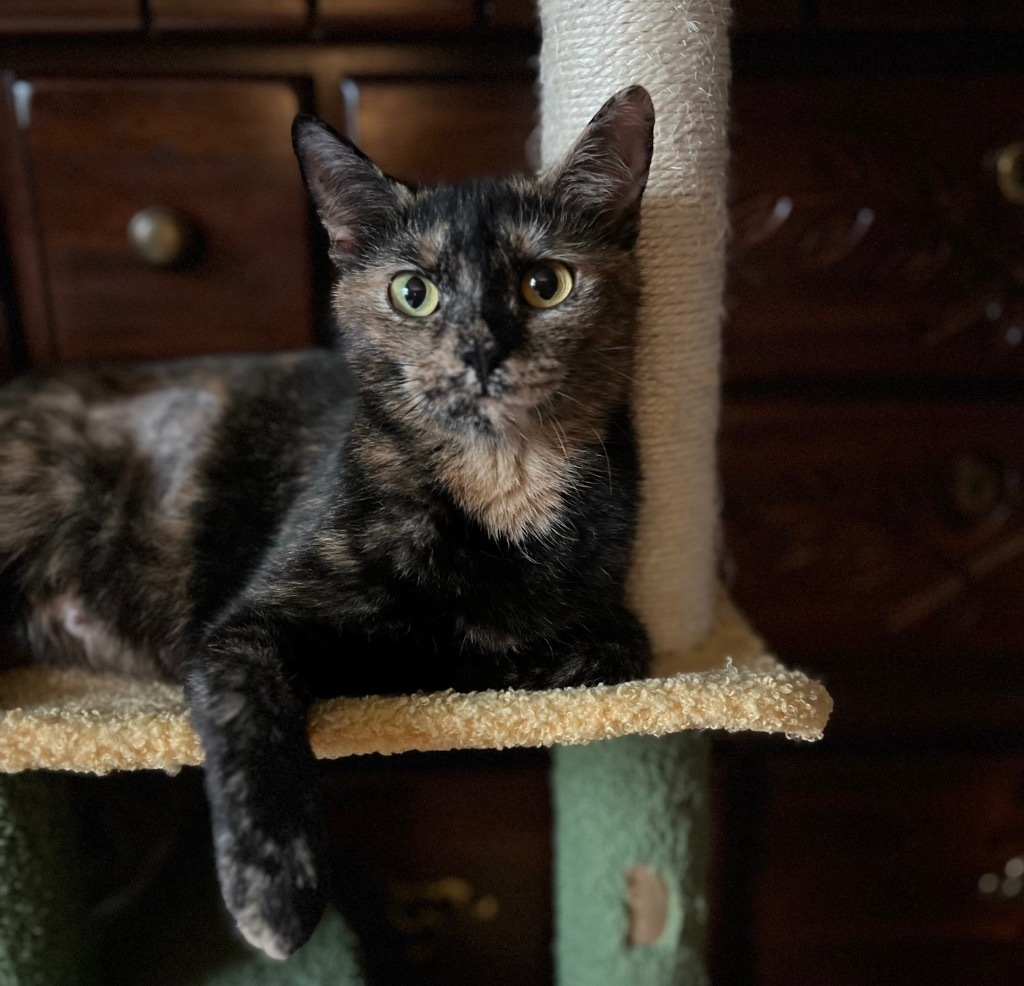 Bidet, an adoptable Domestic Short Hair in Gorham, ME, 04038 | Photo Image 2