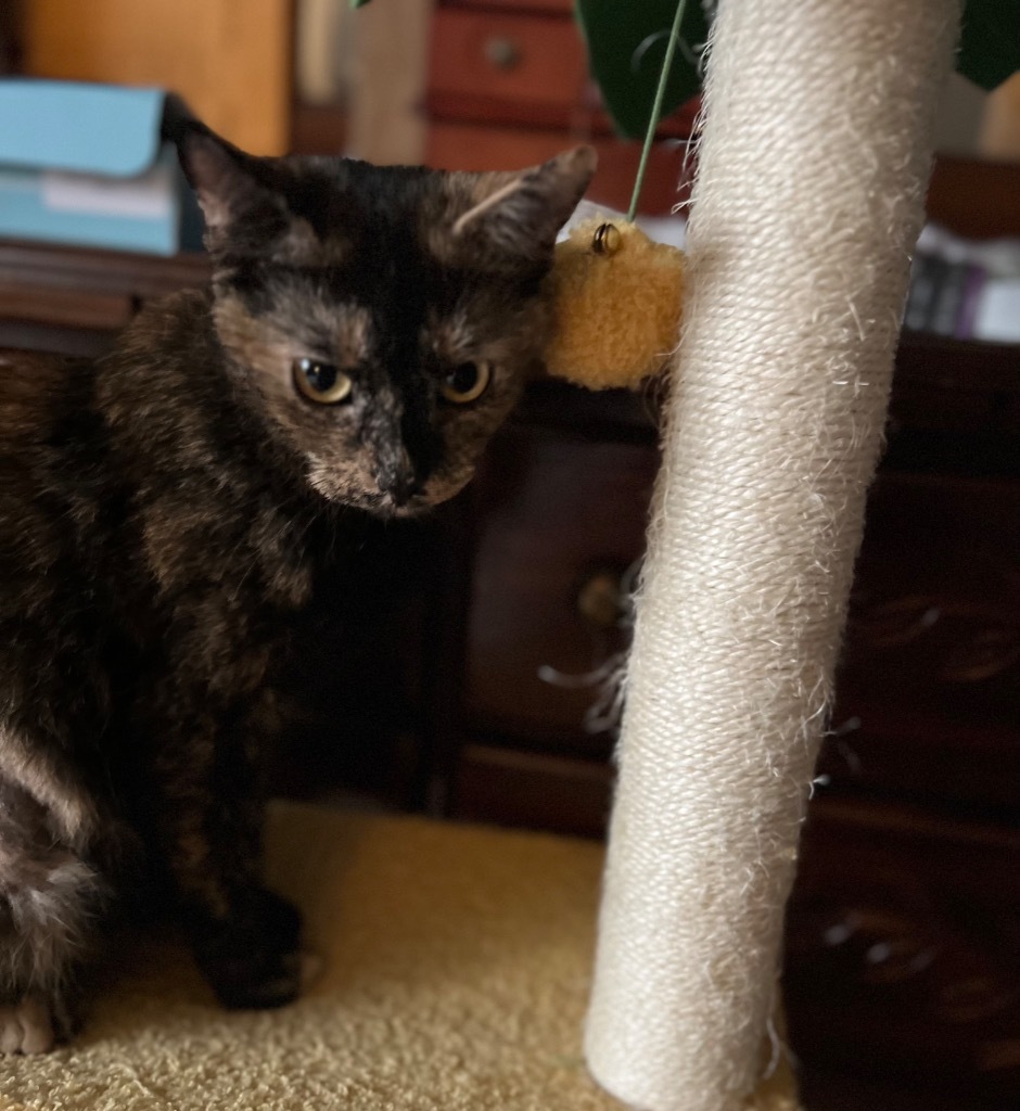 Bidet, an adoptable Domestic Short Hair in Gorham, ME, 04038 | Photo Image 3