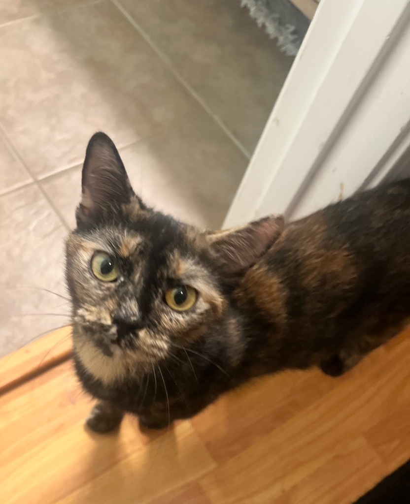 Bidet, an adoptable Domestic Short Hair in Gorham, ME, 04038 | Photo Image 4