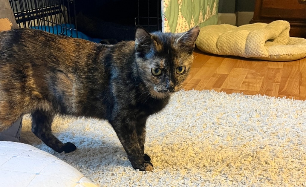 Bidet, an adoptable Domestic Short Hair in Gorham, ME, 04038 | Photo Image 5