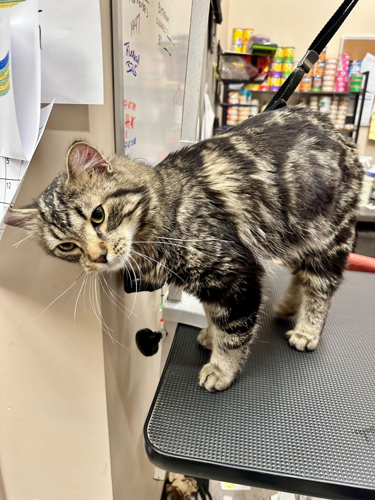 Mufasa, an adoptable Domestic Medium Hair in Calgary, AB, T3S 0C5 | Photo Image 1