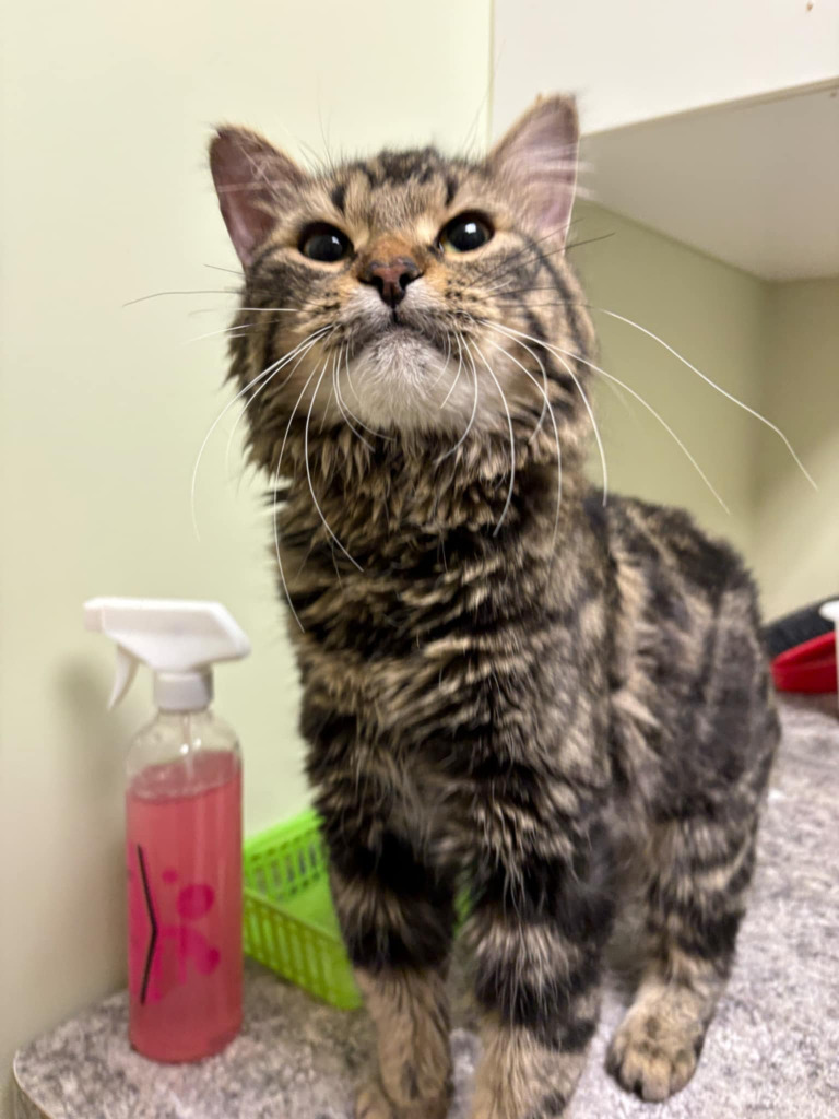 Mufasa, an adoptable Domestic Medium Hair in Calgary, AB, T3S 0C5 | Photo Image 2