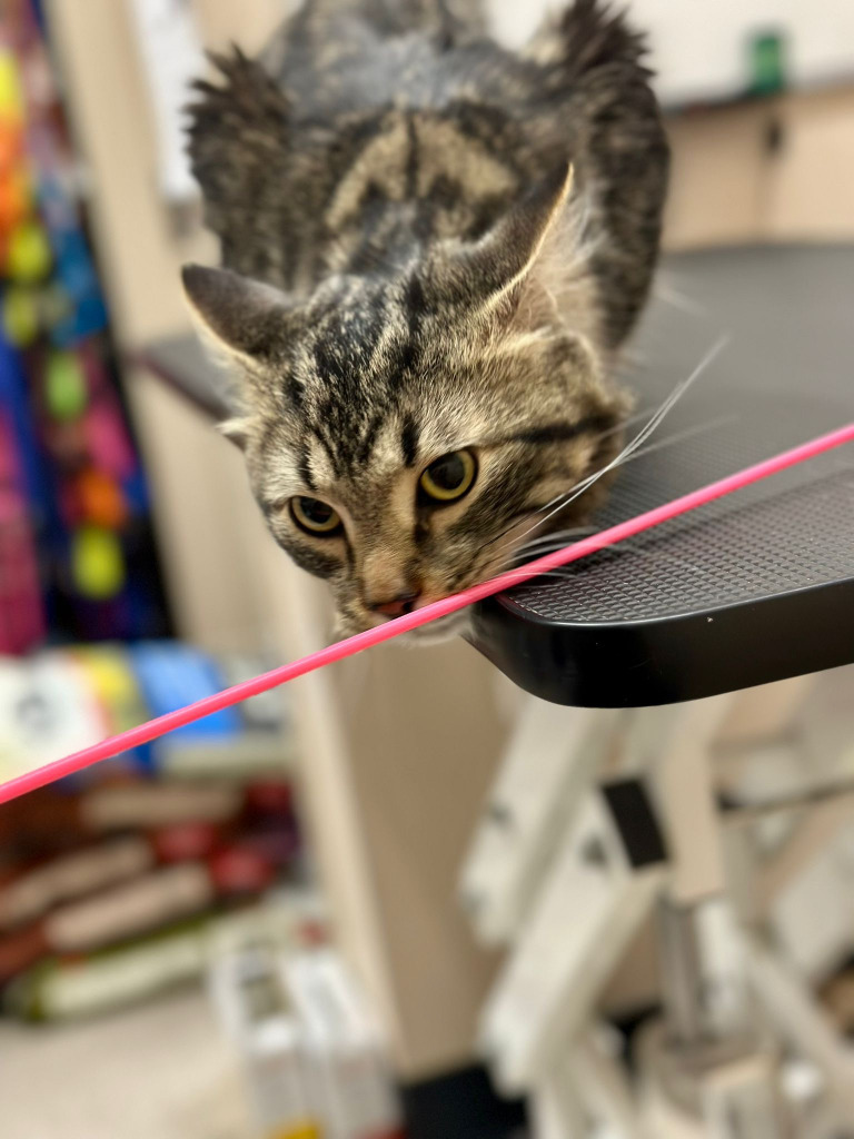 Mufasa, an adoptable Domestic Medium Hair in Calgary, AB, T3S 0C5 | Photo Image 3