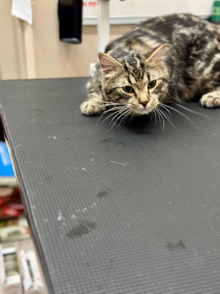 Mufasa, an adoptable Domestic Medium Hair in Calgary, AB, T3S 0C5 | Photo Image 4