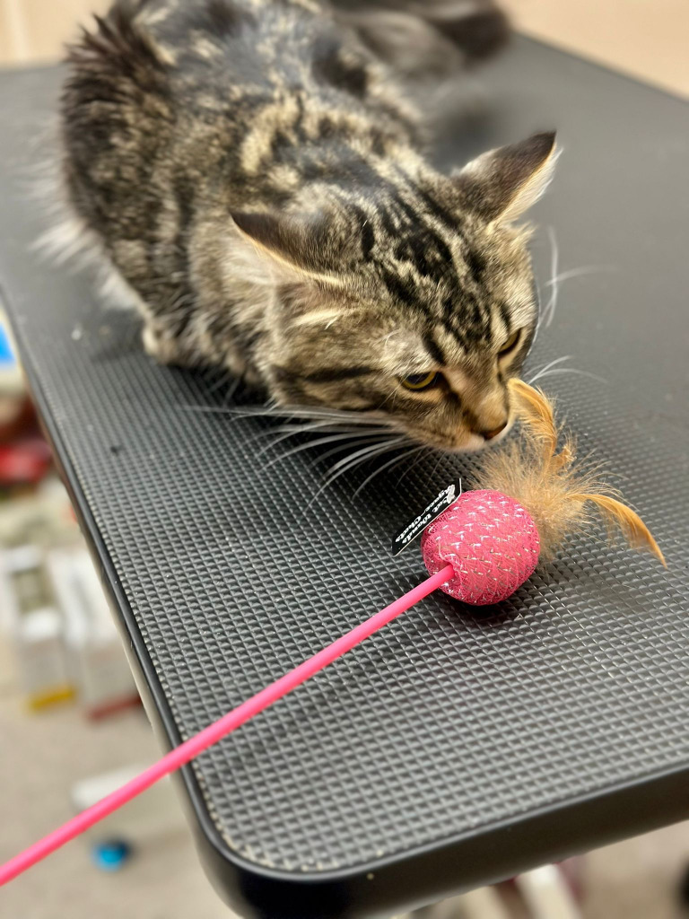 Mufasa, an adoptable Domestic Medium Hair in Calgary, AB, T3S 0C5 | Photo Image 5
