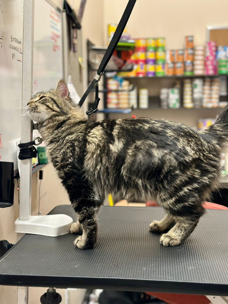 Mufasa, an adoptable Domestic Medium Hair in Calgary, AB, T3S 0C5 | Photo Image 6