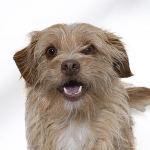 Chavo Terrier Dog