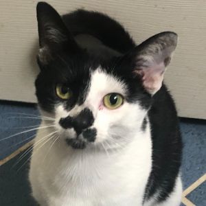 This sweet boy was walking down the side of a busy road in west Knoxville He was starving and flea