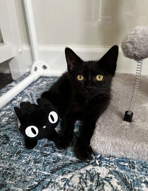 Jiji Domestic Short Hair Cat