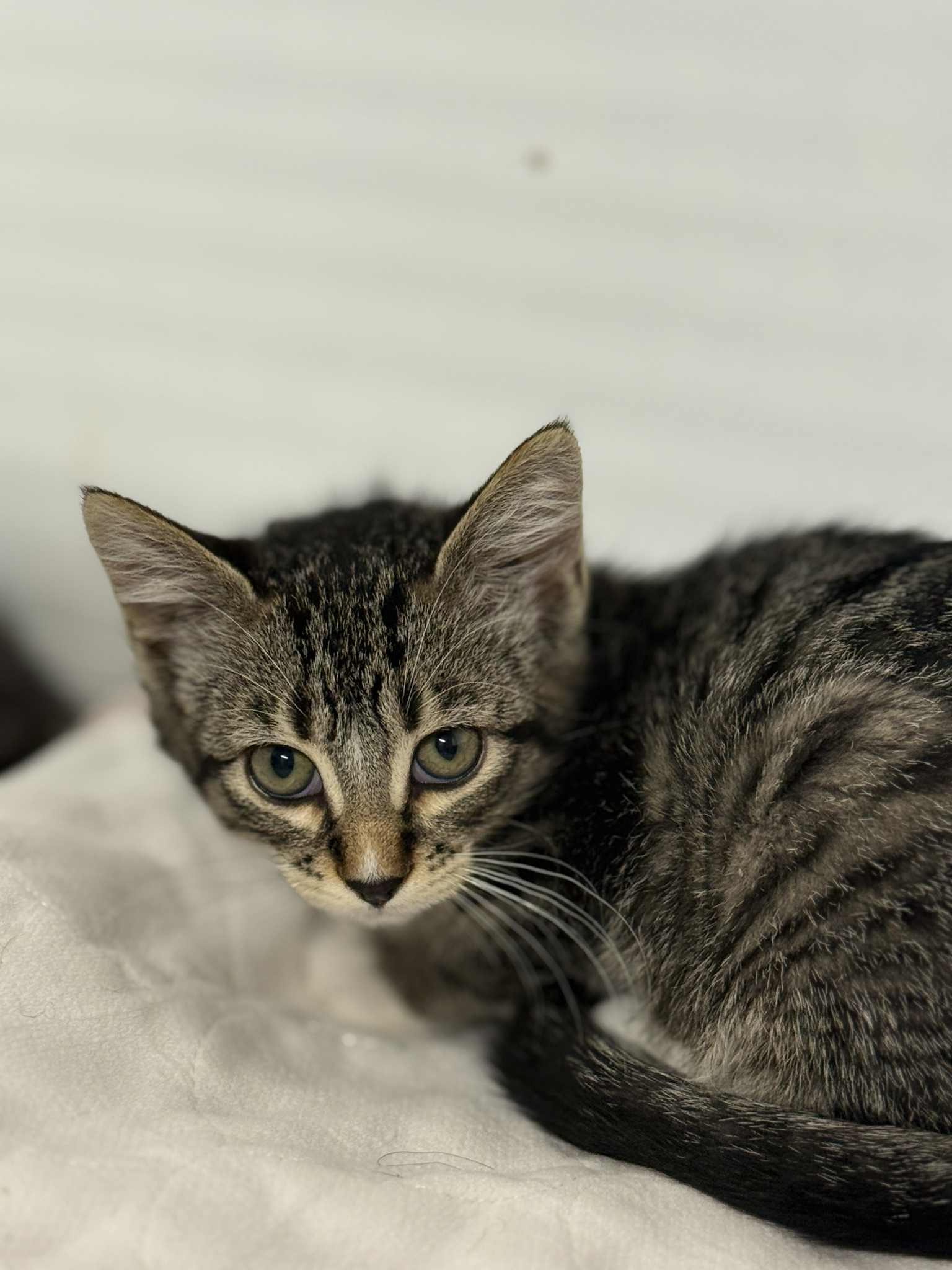 Adella, an adoptable Domestic Short Hair in Dillon, MT, 59725 | Photo Image 1