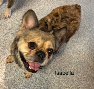 Isabella, Adult Female unknown