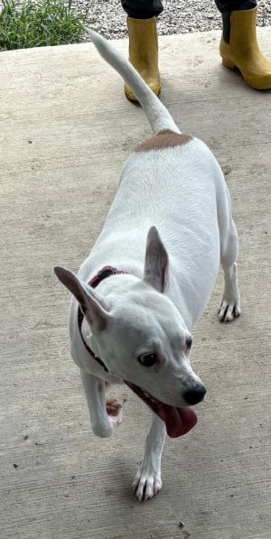 Sadie, Young Female unknown